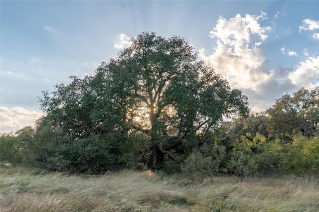 view of local wilderness