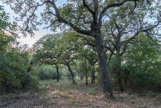 view of local wilderness