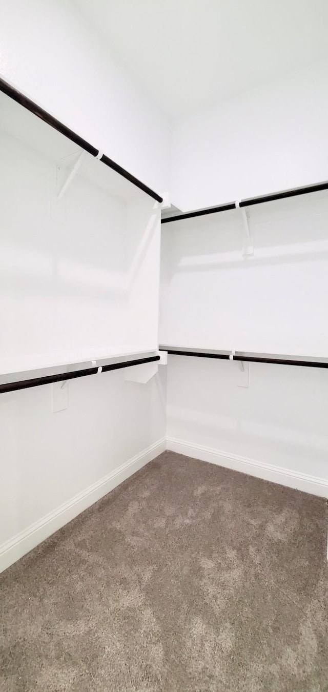 walk in closet with carpet flooring