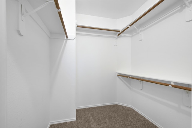 walk in closet with carpet flooring