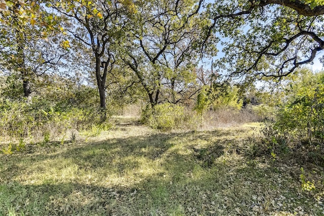 view of local wilderness