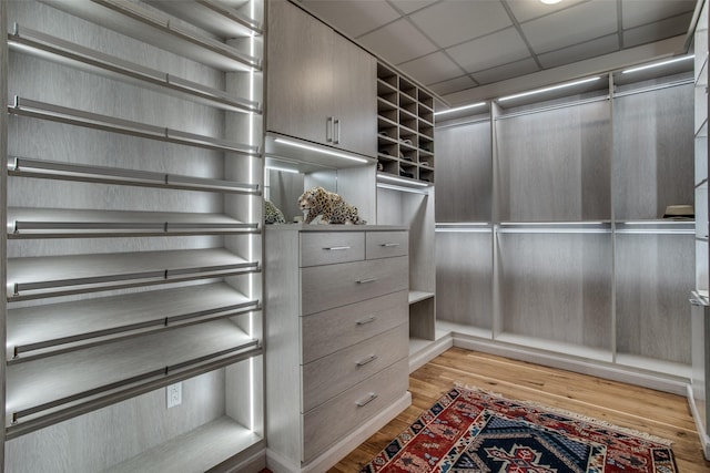 spacious closet with a paneled ceiling and light hardwood / wood-style flooring