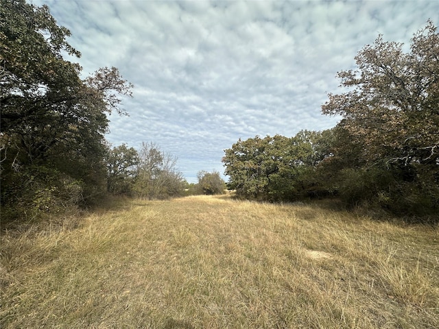 view of local wilderness