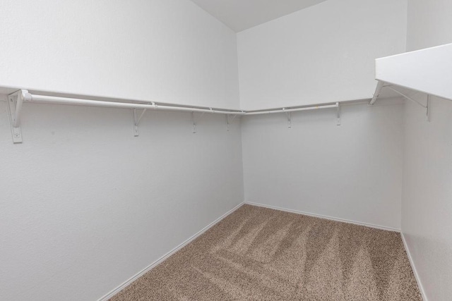 walk in closet with carpet flooring