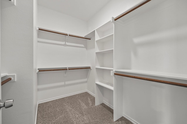 spacious closet featuring carpet