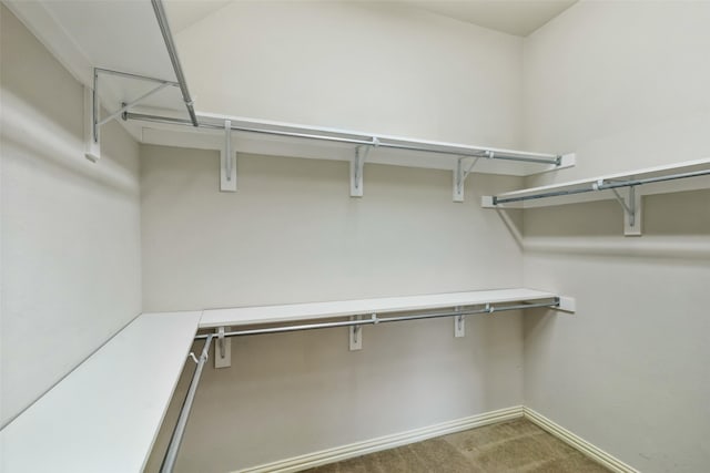 spacious closet featuring carpet floors