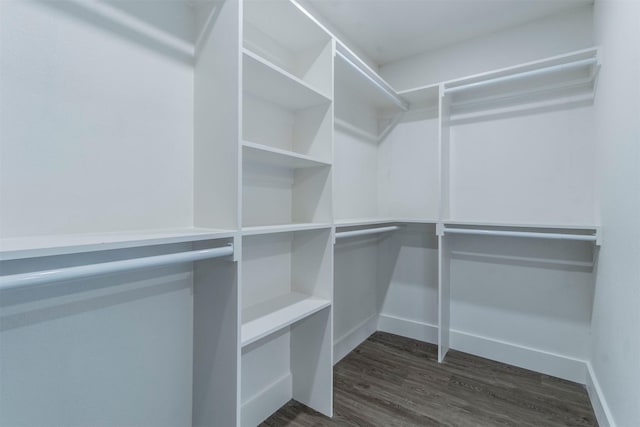 spacious closet featuring dark hardwood / wood-style flooring