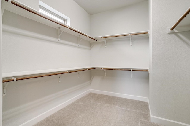 walk in closet with carpet flooring