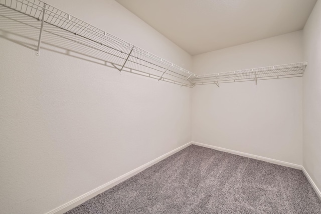 walk in closet featuring carpet flooring