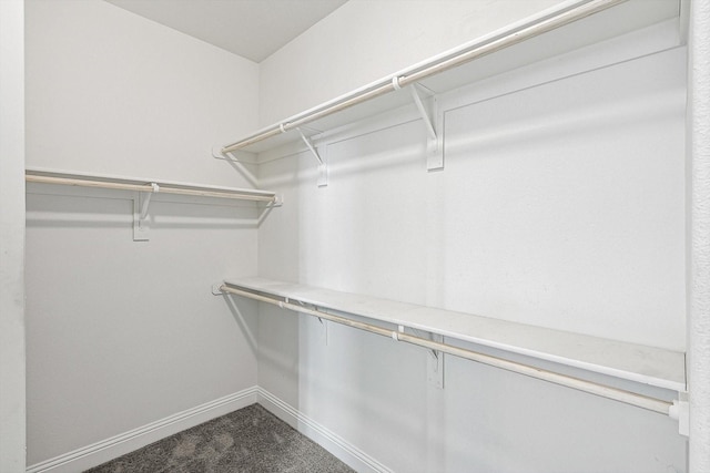 spacious closet featuring carpet flooring