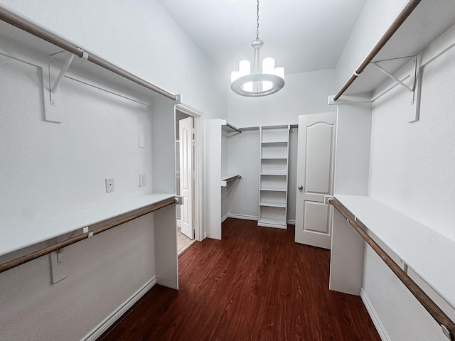 walk in closet featuring dark hardwood / wood-style flooring and a notable chandelier