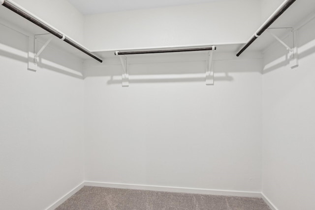 walk in closet with carpet flooring