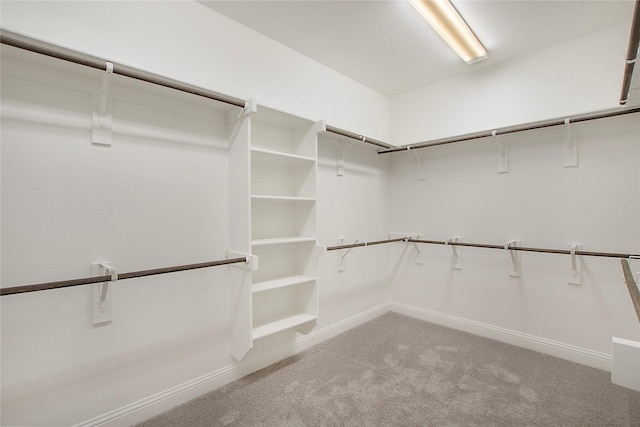 walk in closet featuring carpet flooring