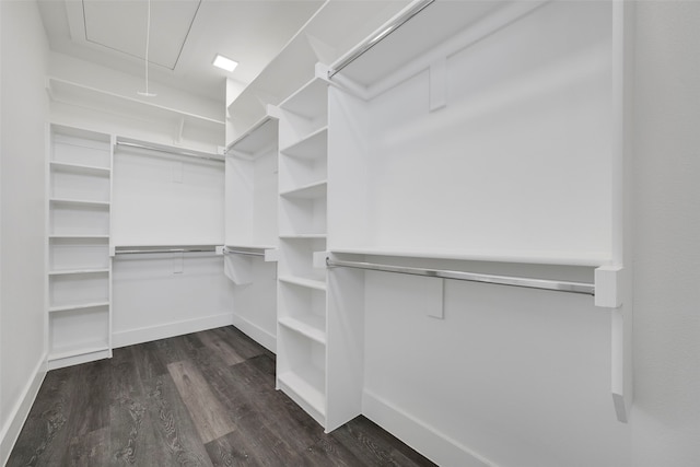 spacious closet featuring dark hardwood / wood-style floors