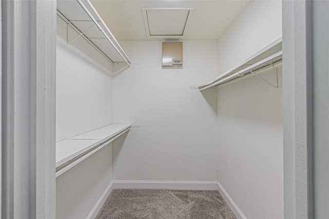 walk in closet with carpet floors