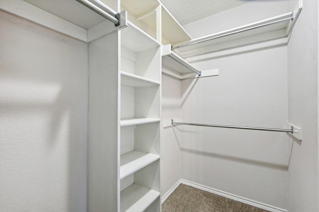 walk in closet featuring carpet floors