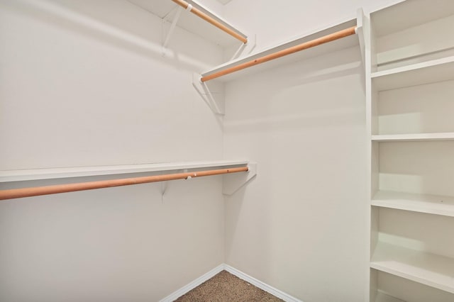 spacious closet featuring carpet