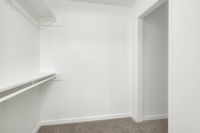 walk in closet featuring carpet