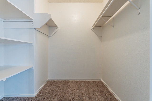 spacious closet featuring carpet