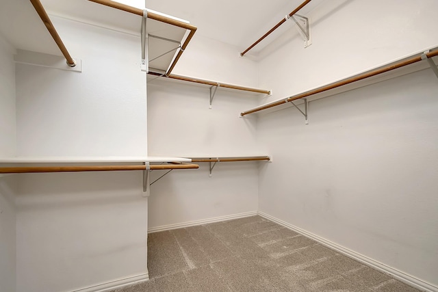 walk in closet with carpet flooring