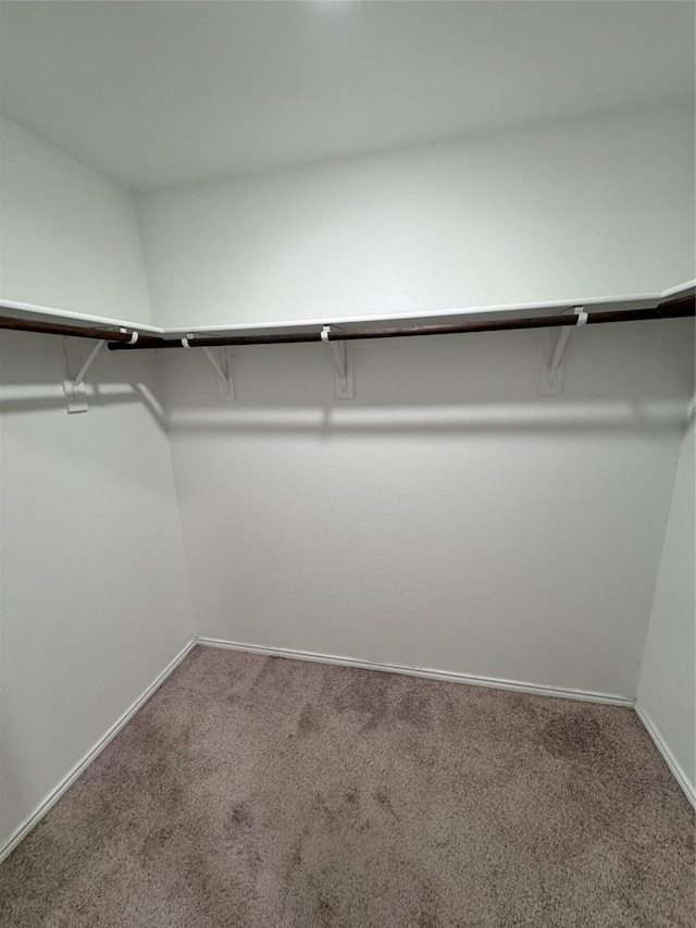 walk in closet with carpet floors