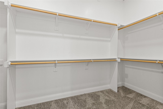 walk in closet with carpet flooring