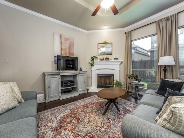 living room featuring ceiling fan, crown molding, and dark wood-type flooring