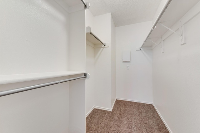 walk in closet featuring carpet flooring