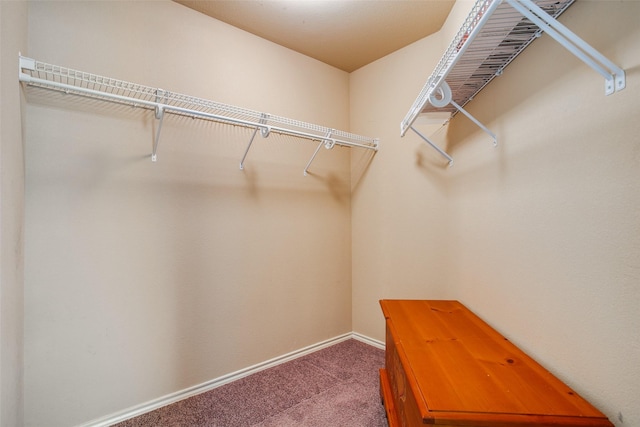 spacious closet featuring carpet