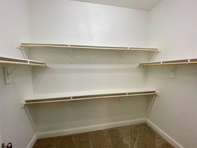 walk in closet featuring carpet flooring