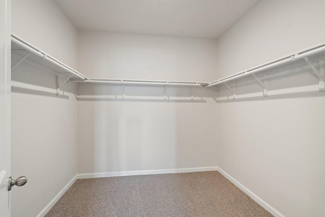 spacious closet featuring carpet floors