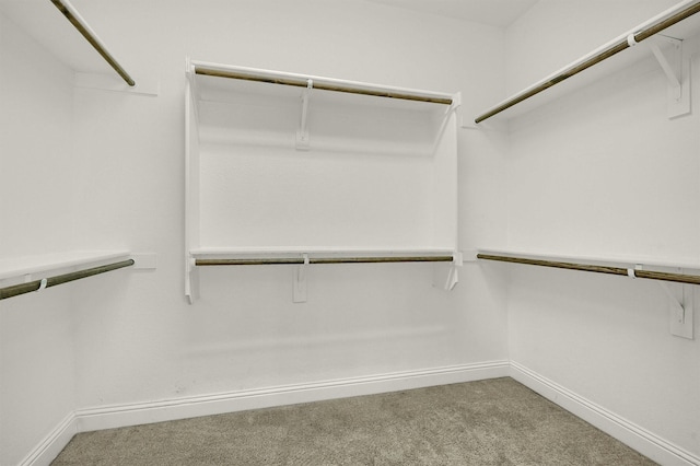 walk in closet with carpet flooring