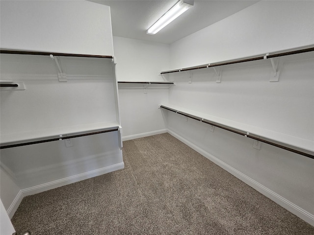 spacious closet featuring carpet flooring