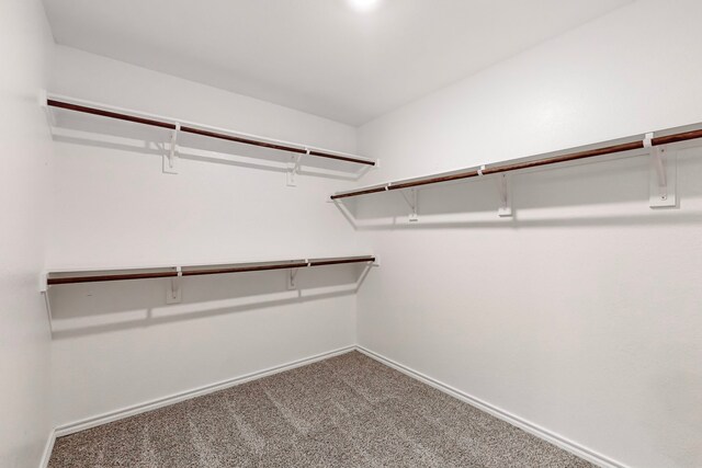 spacious closet featuring carpet