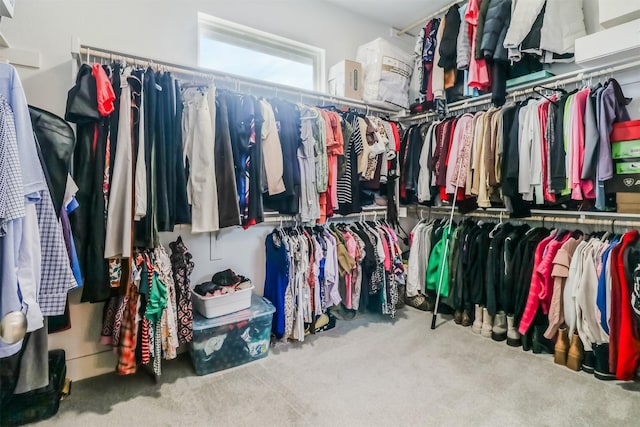 spacious closet featuring carpet flooring