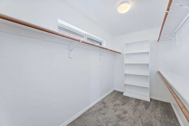 walk in closet with carpet flooring