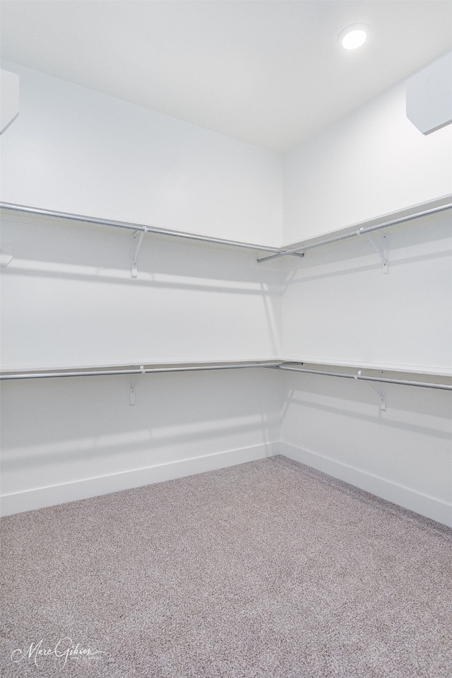 walk in closet with carpet flooring