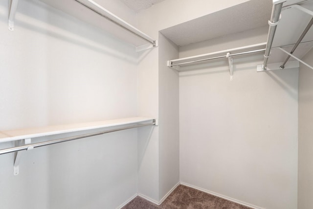 spacious closet featuring carpet floors