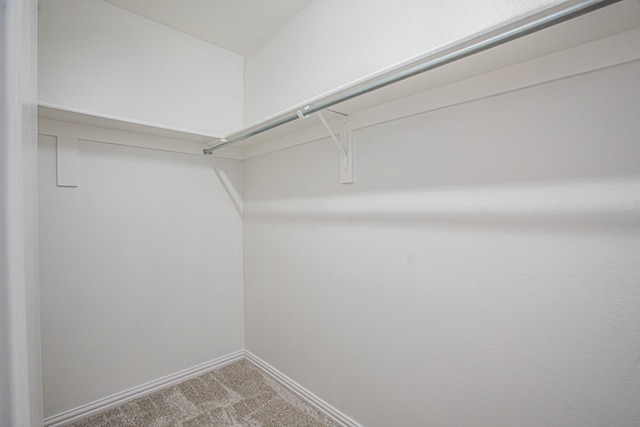 spacious closet featuring carpet flooring