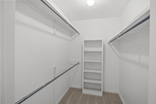 walk in closet with carpet floors