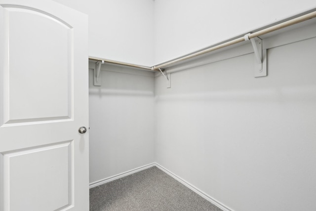 walk in closet featuring carpet floors