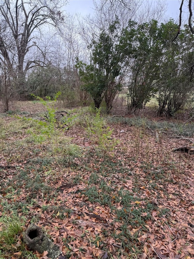 view of local wilderness