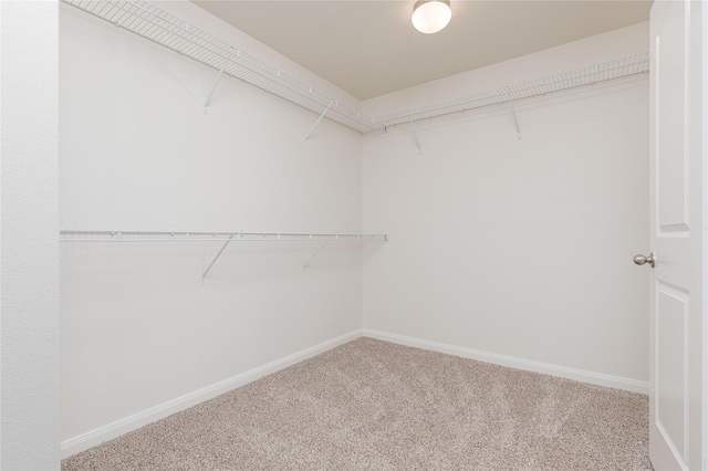 walk in closet with carpet flooring