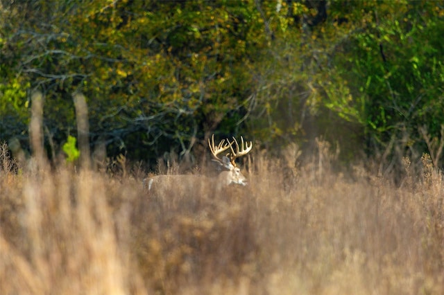 view of local wilderness