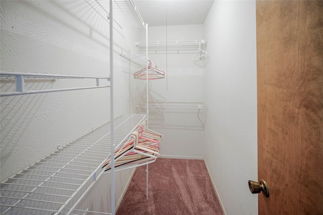 spacious closet featuring carpet