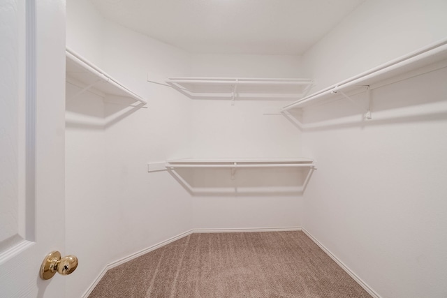 spacious closet featuring carpet flooring