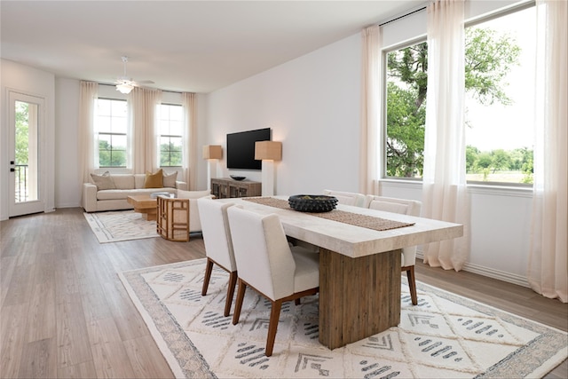 dining space with a wealth of natural light, ceiling fan, and light hardwood / wood-style flooring