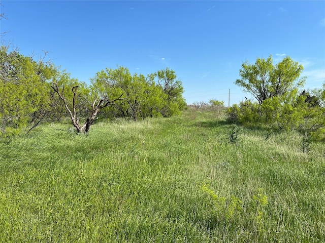 view of local wilderness