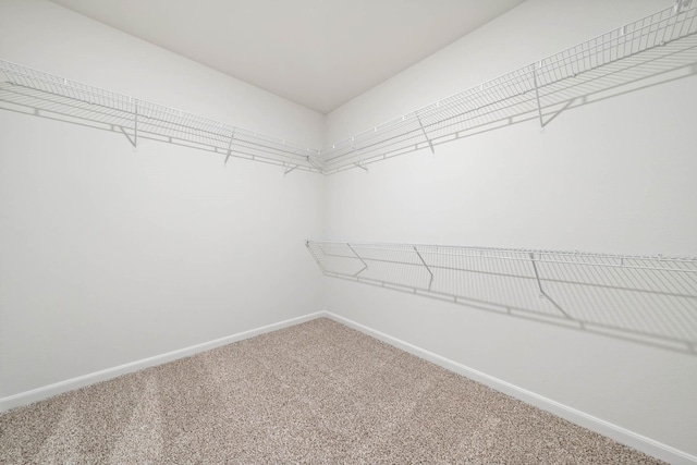 walk in closet with carpet floors