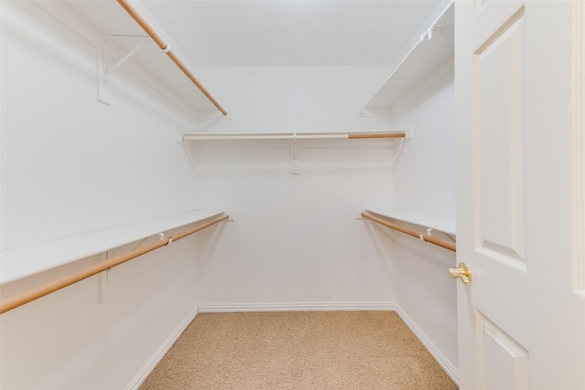 walk in closet with carpet floors